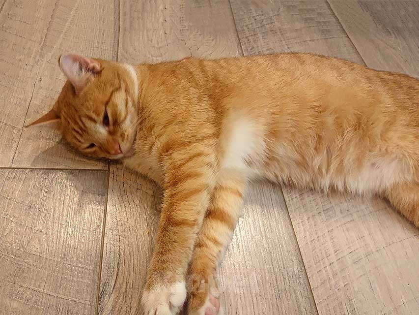 Кошки в Санкт-Петербурге: Котик-подросток Василий ищет дом  Мальчик, 10 руб. - фото 5