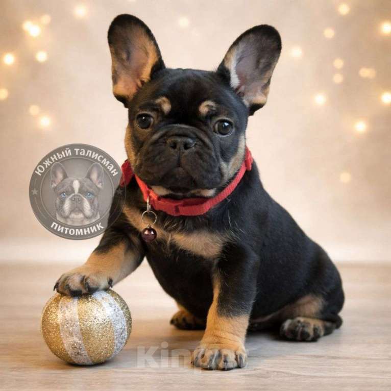 Собаки в Тимашевске: Девочка черная с подпалом Девочка, 45 000 руб. - фото 4