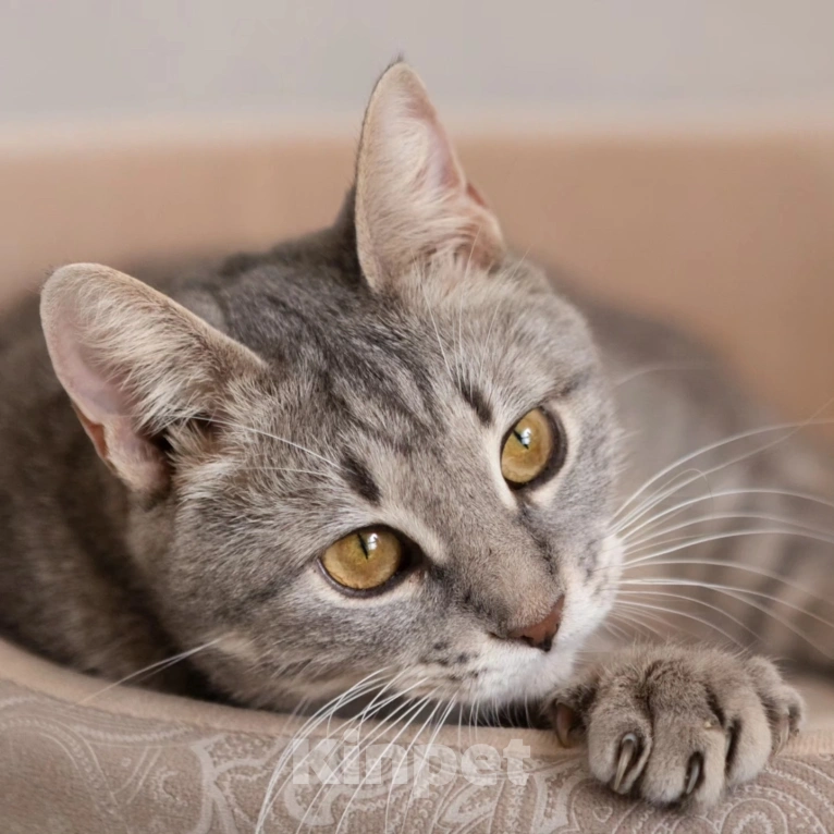 Кошки в Москве: Спасите Венецию из бабкиной квартиры Девочка, Бесплатно - фото 2