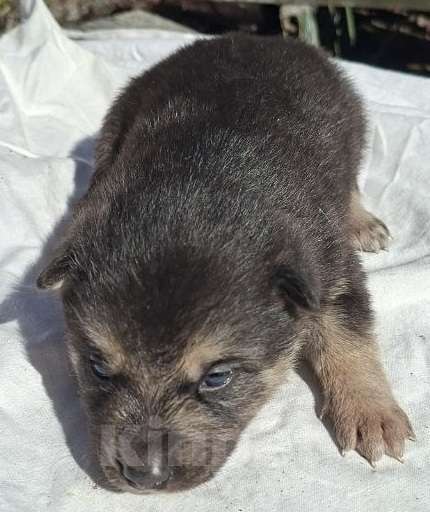 Собаки в других городах Московской области: Щенков хотят выбросить на помойку Мальчик, Бесплатно - фото 6