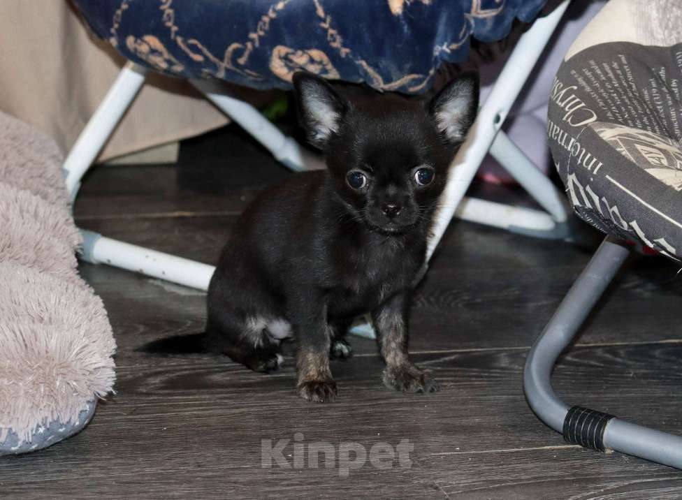 Собаки в Москве: Красавица ЧИХУАХУА Девочка, 55 000 руб. - фото 3