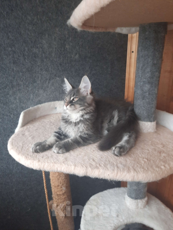 Кошки в Одинцово: Котёнок мейнкун Мальчик, 40 000 руб. - фото 3