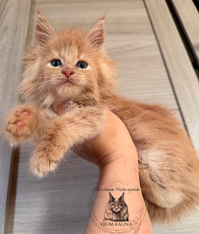 Кремовая кошечка котенок