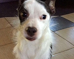 Собаки в Истре: Найдена собака в д. Головино Мальчик, 1 руб. - фото 1