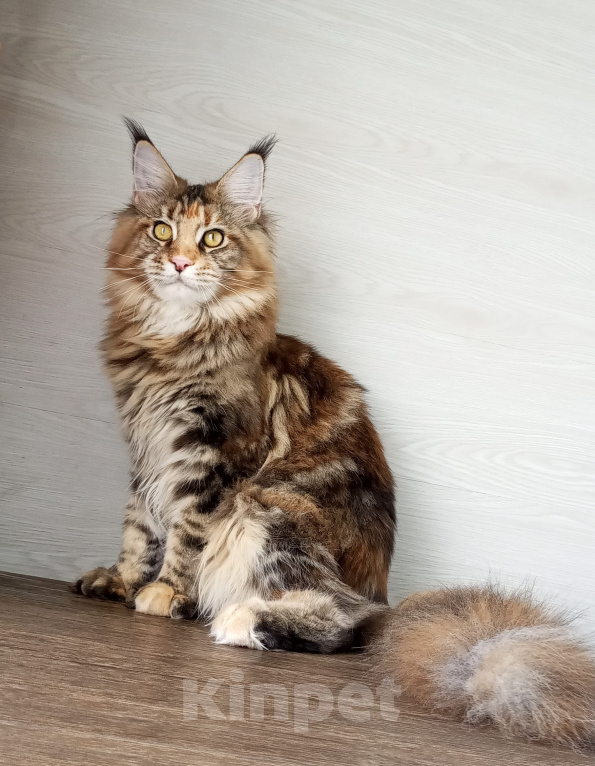 Кошки в Москве: Мейн-Кун котята Девочка, Бесплатно - фото 6