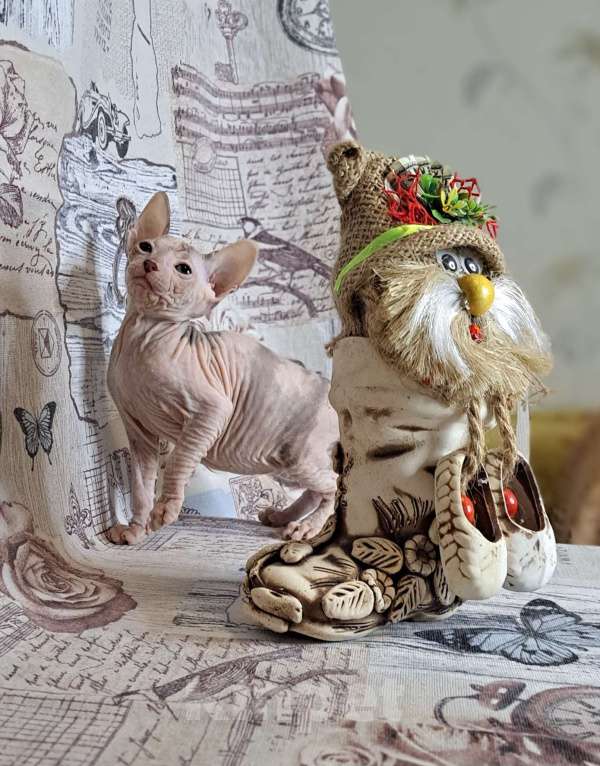 Кошки в Санкт-Петербурге: Нереальная мраморная красотка Девочка, 30 000 руб. - фото 1