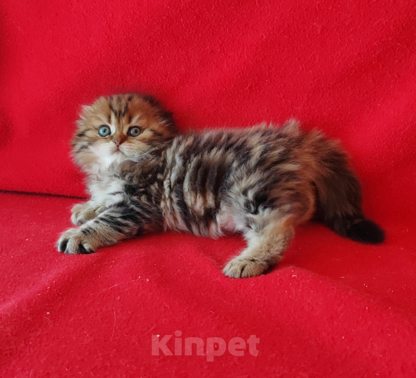 Кошки в Москве: Кошечка хайленд фолд золотая мраморная Девочка, 35 000 руб. - фото 4