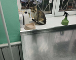 Кошки в Смоленске: Ласковая кошка в добрые руки Девочка, Бесплатно - фото 2