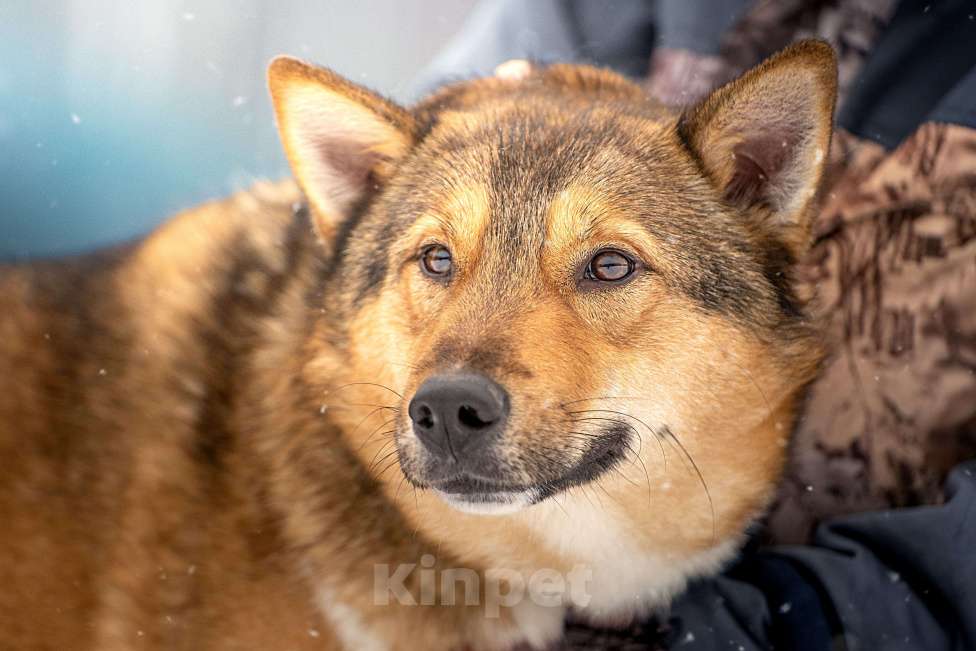 Собаки в Клине: Синги — преданный пёс Мальчик, Бесплатно - фото 1
