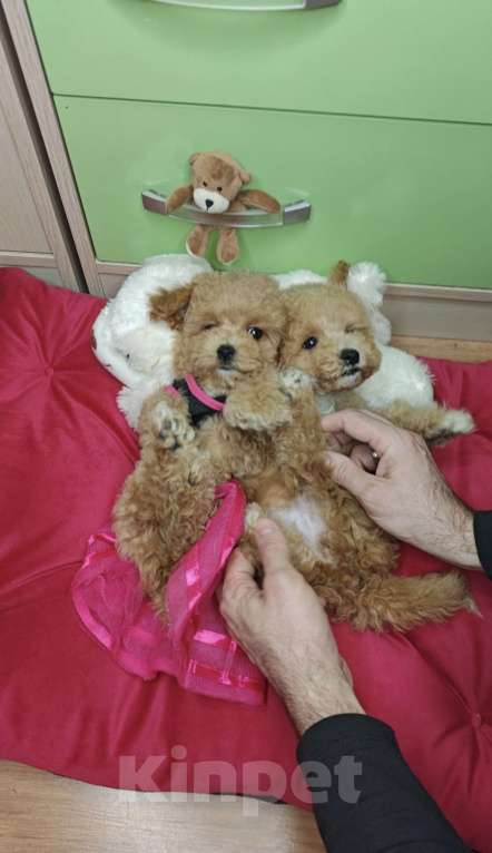 Собаки в Москве: Мальтипу Тедди ЩЕНКИ Мальчик, Бесплатно - фото 3