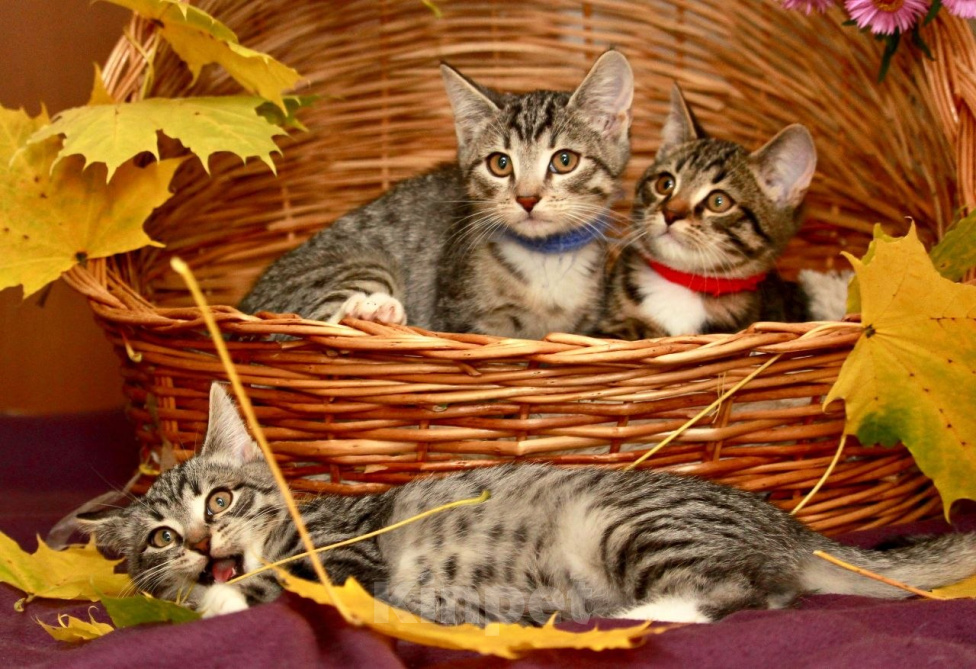 Кошки в Калуге: Осенние малявки, целая корзинка. Котята в добрые руки. Мальчик, Бесплатно - фото 7