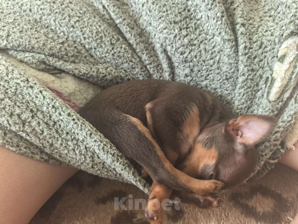 Собаки в других городах Самарской области: Ищем семью Мальчик, 10 000 руб. - фото 4