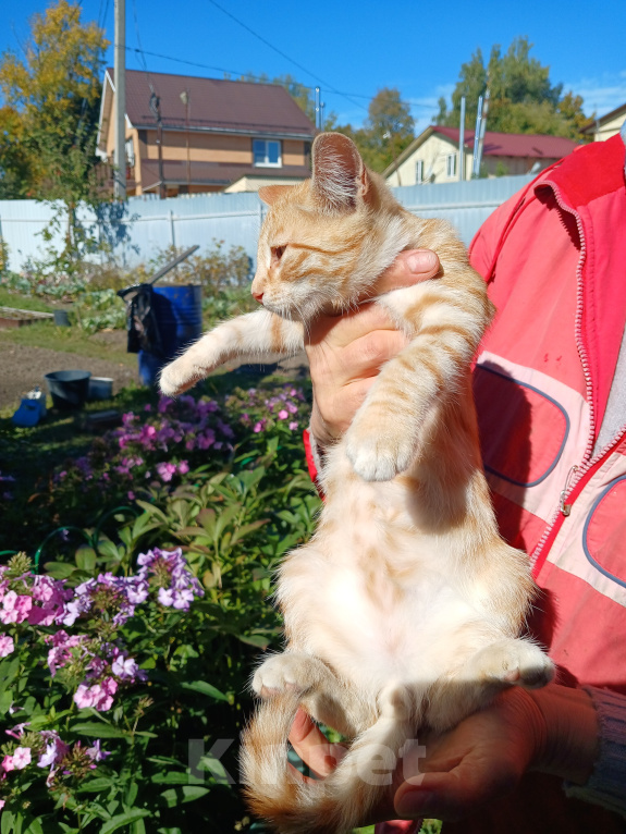Кошки в Серпухове: Котенок в добрые руки Мальчик, Бесплатно - фото 4