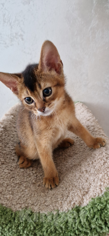 Кошки в Казани: продам  котенка Мальчик, 30 000 руб. - фото 2