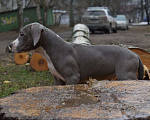 Собаки в Рыбинске: Девочка голубая стафф Девочка, 55 000 руб. - фото 1