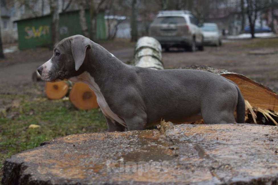 Собаки в Рыбинске: Девочка голубая стафф Девочка, 55 000 руб. - фото 1