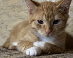 Кошки в Москве: Котенок Лучик ищет дом Мальчик, Бесплатно - фото 6