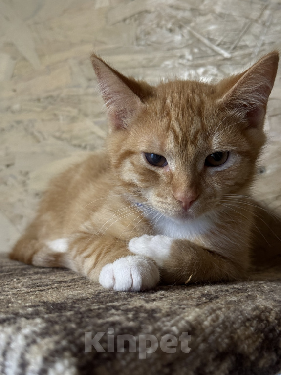 Кошки в Москве: Котенок Лучик ищет дом Мальчик, Бесплатно - фото 6