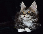 Кошки в Котельнике: Мейн-кун котёнок Мальчик, 27 000 руб. - фото 3
