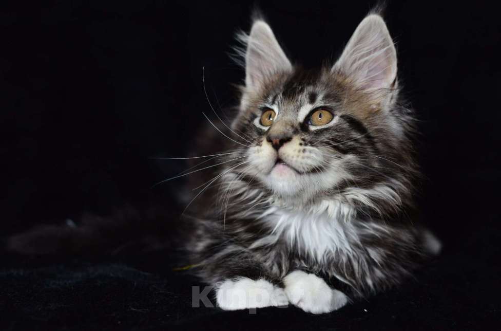 Кошки в Котельнике: Мейн-кун котёнок Мальчик, 27 000 руб. - фото 3