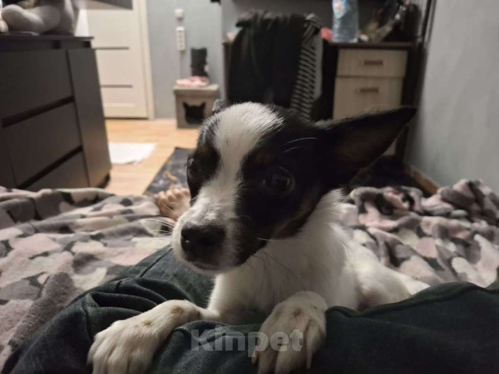 Собаки в Пензе: Чихуахуа Девочка, 10 000 руб. - фото 1