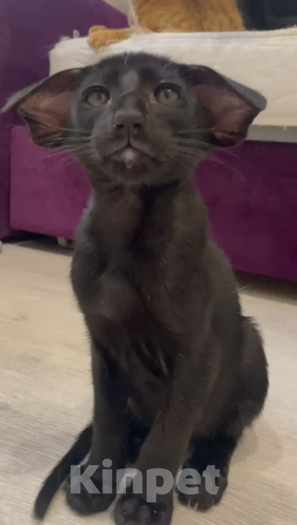 Кошки в Челябинске: Ориентальный мальчик  Мальчик, 190 000 руб. - фото 9