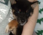 Собаки в Санкт-Петербурге: Сиба черно-подпалая девочка Девочка, 80 000 руб. - фото 3