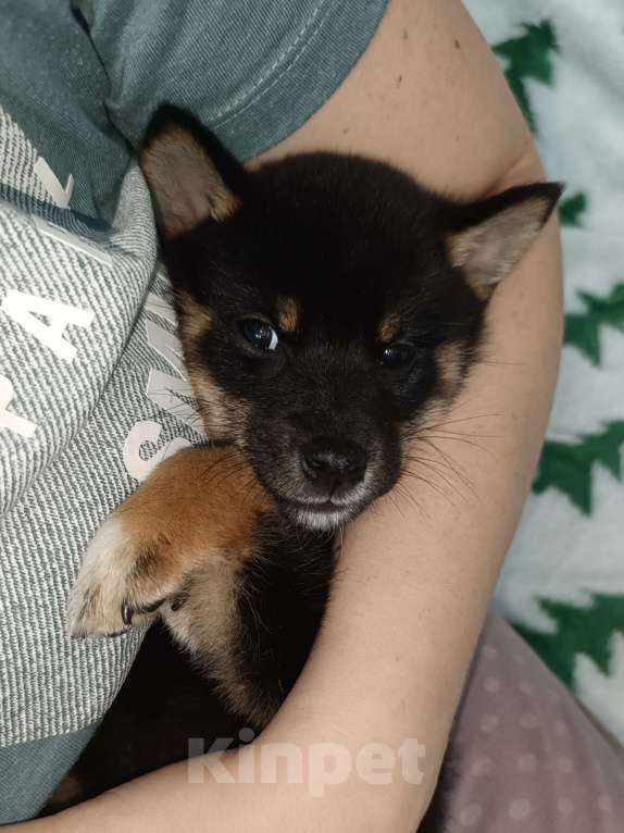 Собаки в Санкт-Петербурге: Сиба черно-подпалая девочка Девочка, 80 000 руб. - фото 3