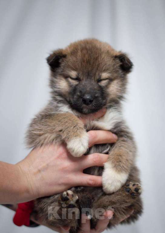 Собаки в Ногинске: Щенок девочка в поиске семьи Девочка, Бесплатно - фото 4