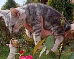 Кошки в Москве: Котята бобтейл курильский. Мраморные, рыжие и серебристая Мальчик, 5 000 руб. - фото 1