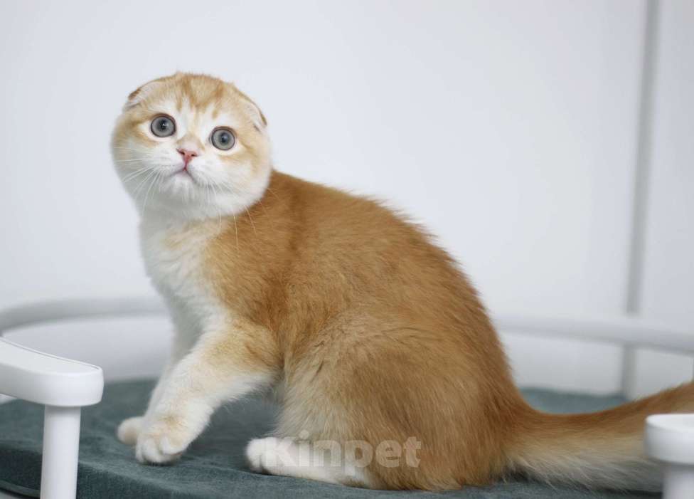 Кошки в Москве: Гарфилд Мальчик, 35 000 руб. - фото 4