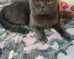 Кошки в Чите: Шотланский котик, 1 500 руб. - фото 1
