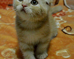 Кошки в Мур: Котята, 2 000 руб. - фото 1