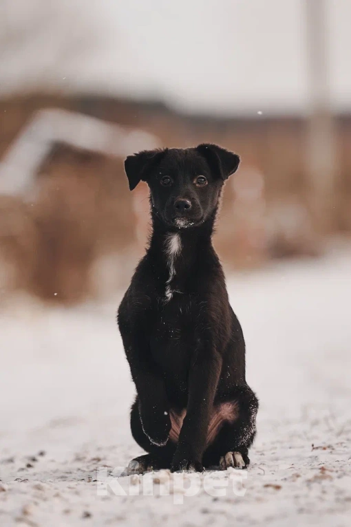 Собаки в Лосином-Петровском: Джемма малышка из Волгорада в мо Девочка, Бесплатно - фото 5