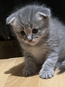 Шотландский вислоухий котёнок