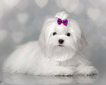 Собаки в Москве: мальтезе Девочка, Бесплатно - фото 2