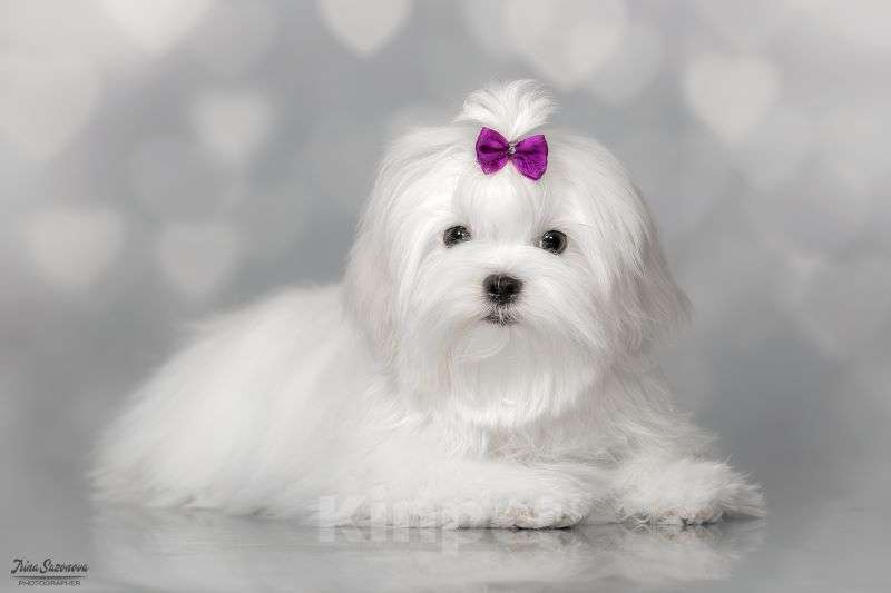 Собаки в Москве: мальтезе Девочка, Бесплатно - фото 2