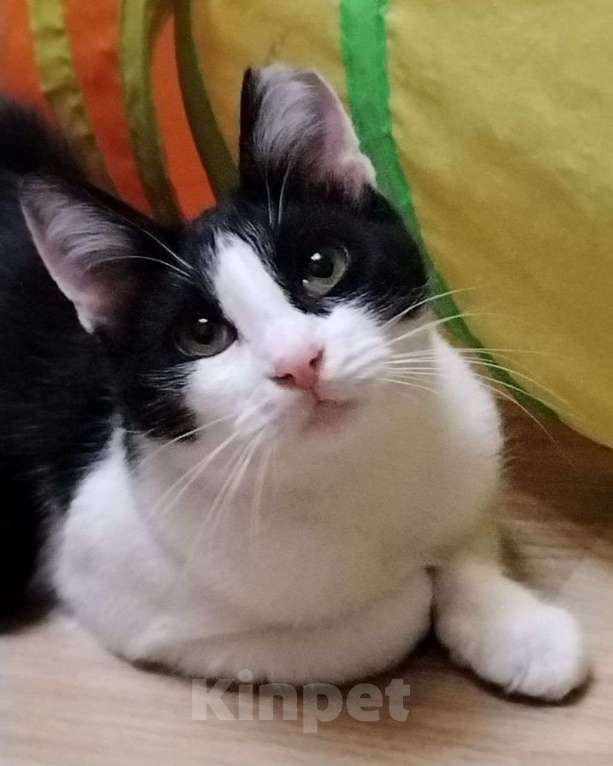 Кошки в Москве: Кот Марсик в добрые руки Мальчик, Бесплатно - фото 1