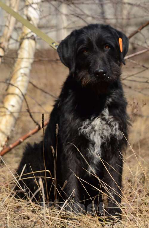 Собаки в Воронеже: Пёс помесь с курцхааром в добрые руки  Мальчик, Бесплатно - фото 4
