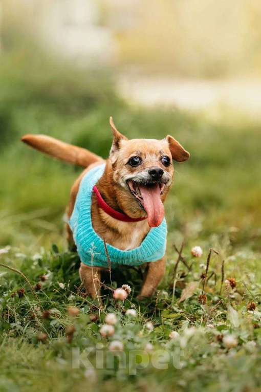 Собаки в Москве: собака Коко Шанель ищет дом Девочка, Бесплатно - фото 3