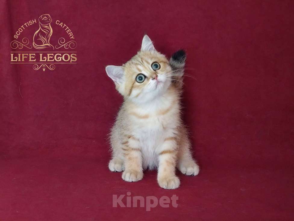 Кошки в Москве: Шотландский котёнок золотая шиншилла Мальчик, Бесплатно - фото 3