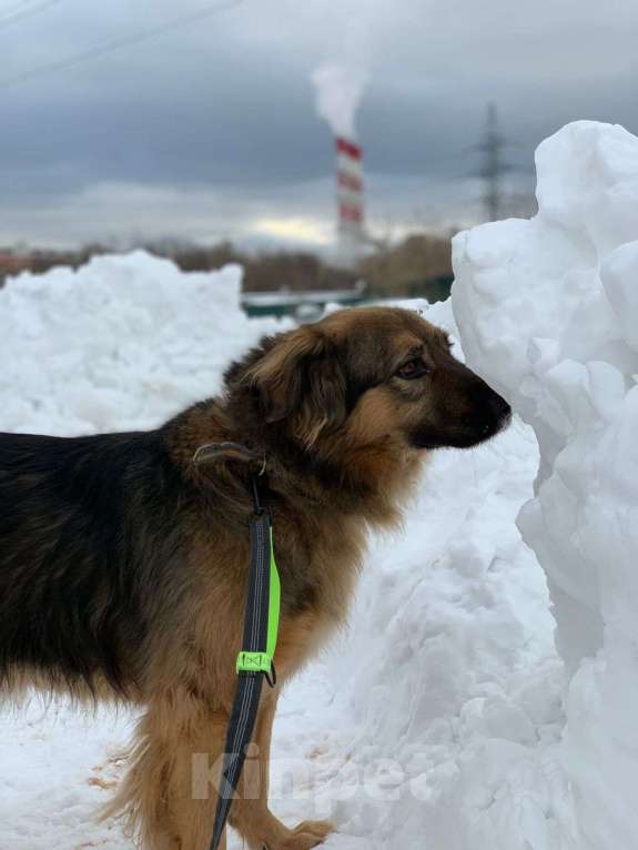 Собаки в Москве: Соня Девочка, Бесплатно - фото 3