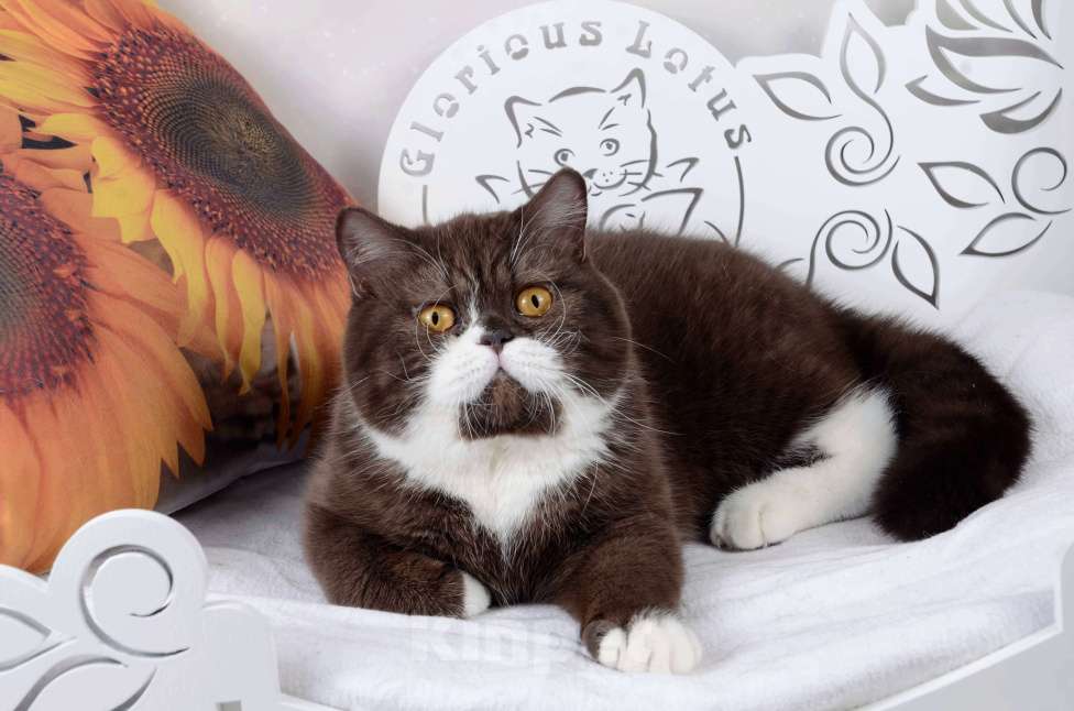 Кошки в Санкт-Петербурге: Британская кошечка шоколадный биколор Девочка, 33 000 руб. - фото 4