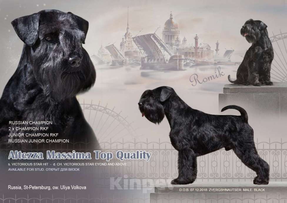 Собаки в Санкт-Петербурге: Продается девочка Девочка, 60 000 руб. - фото 5