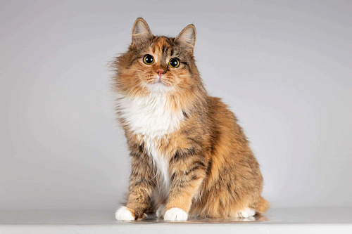 Красавица Фиона в добрые руки.