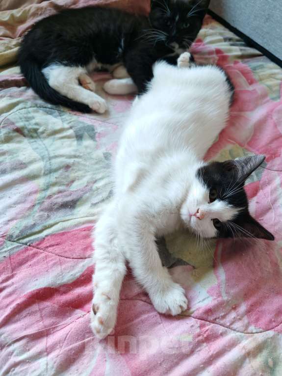 Кошки в Москве: Котёнок Мальчик, 900 руб. - фото 2