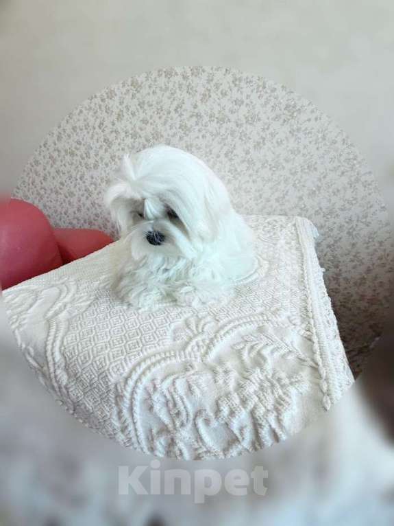 Собаки в Екатеринбурге: Мальтезе . Девочка . Девочка, Бесплатно - фото 2