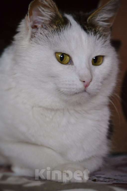 Кошки в Москве: Шарлотта ищет дом  Девочка, Бесплатно - фото 6