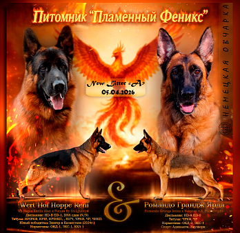 Немецкая овчарка