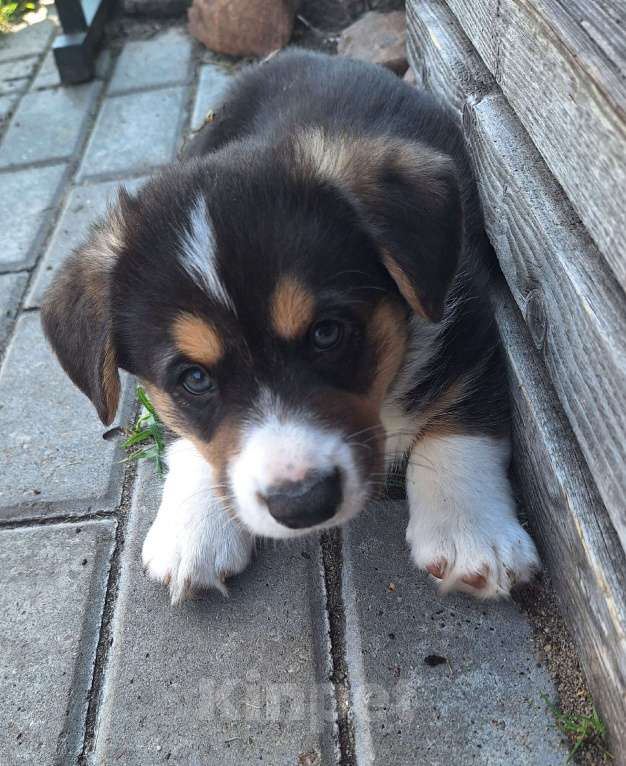 Собаки в других городах Нижегородской области: бронируйте щенят Мальчик, Бесплатно - фото 3